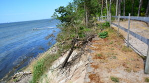 Erosionbrant med fallande träd längs Ölands kust