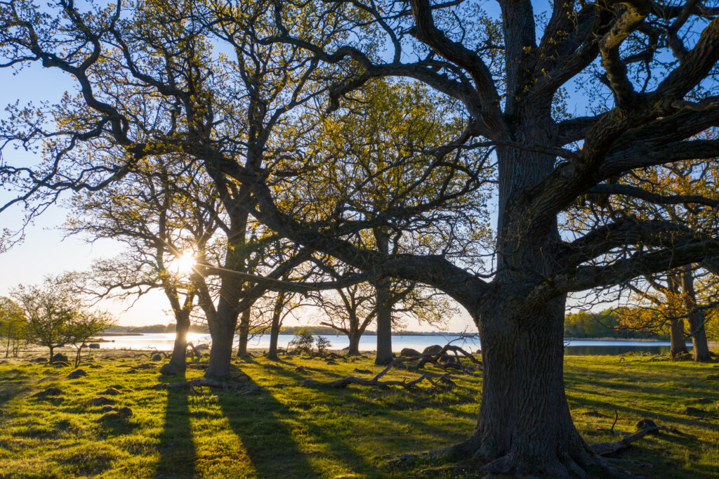 Fotografi över kust- och eklandskapet i Tromtö naturreservat.